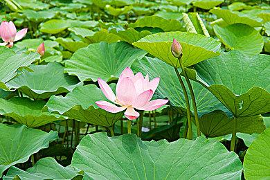 砍杀游戏《强悍比基尼》8月19日发售 少女激战兽人